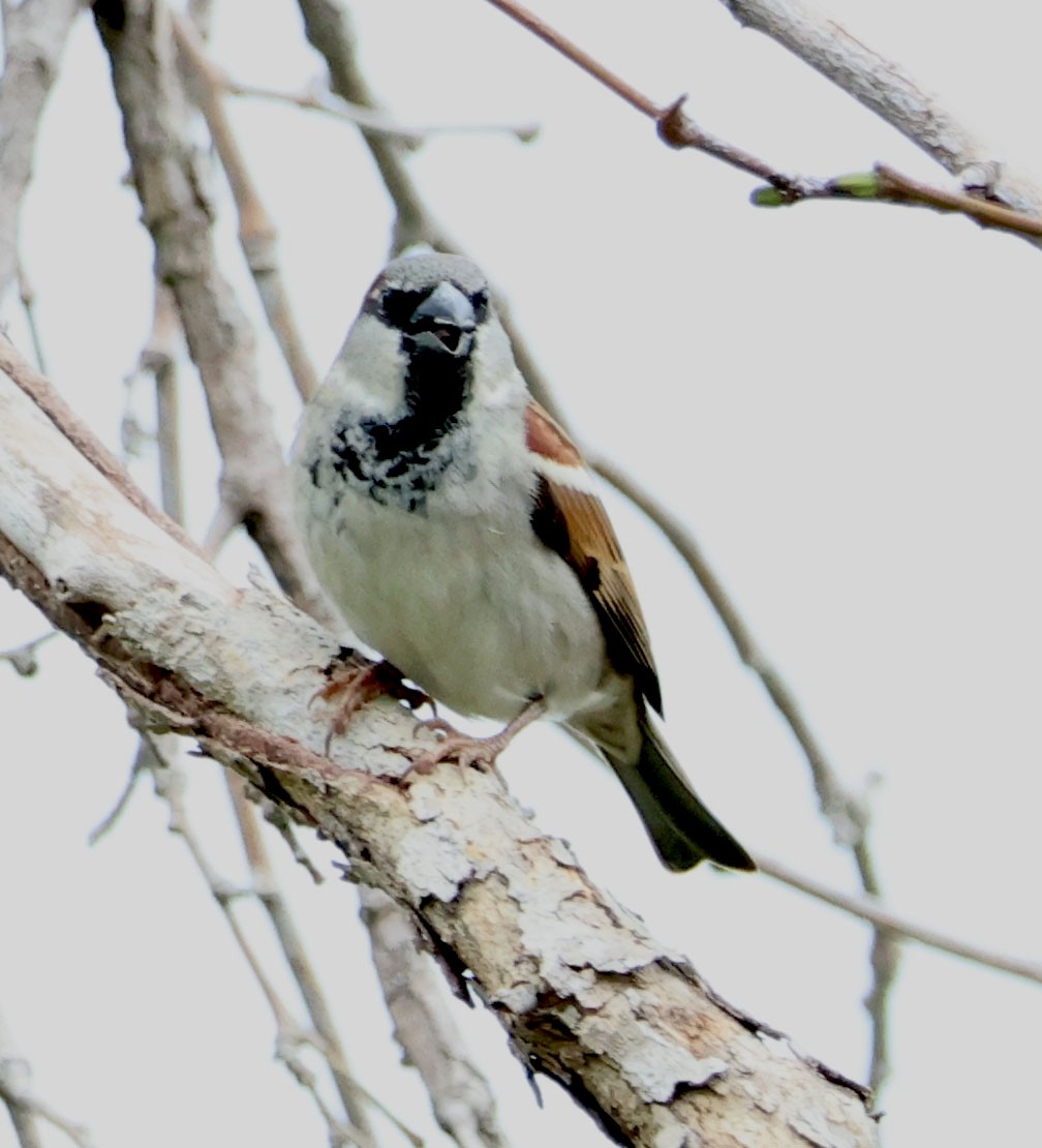 House Sparrow - ML615482307