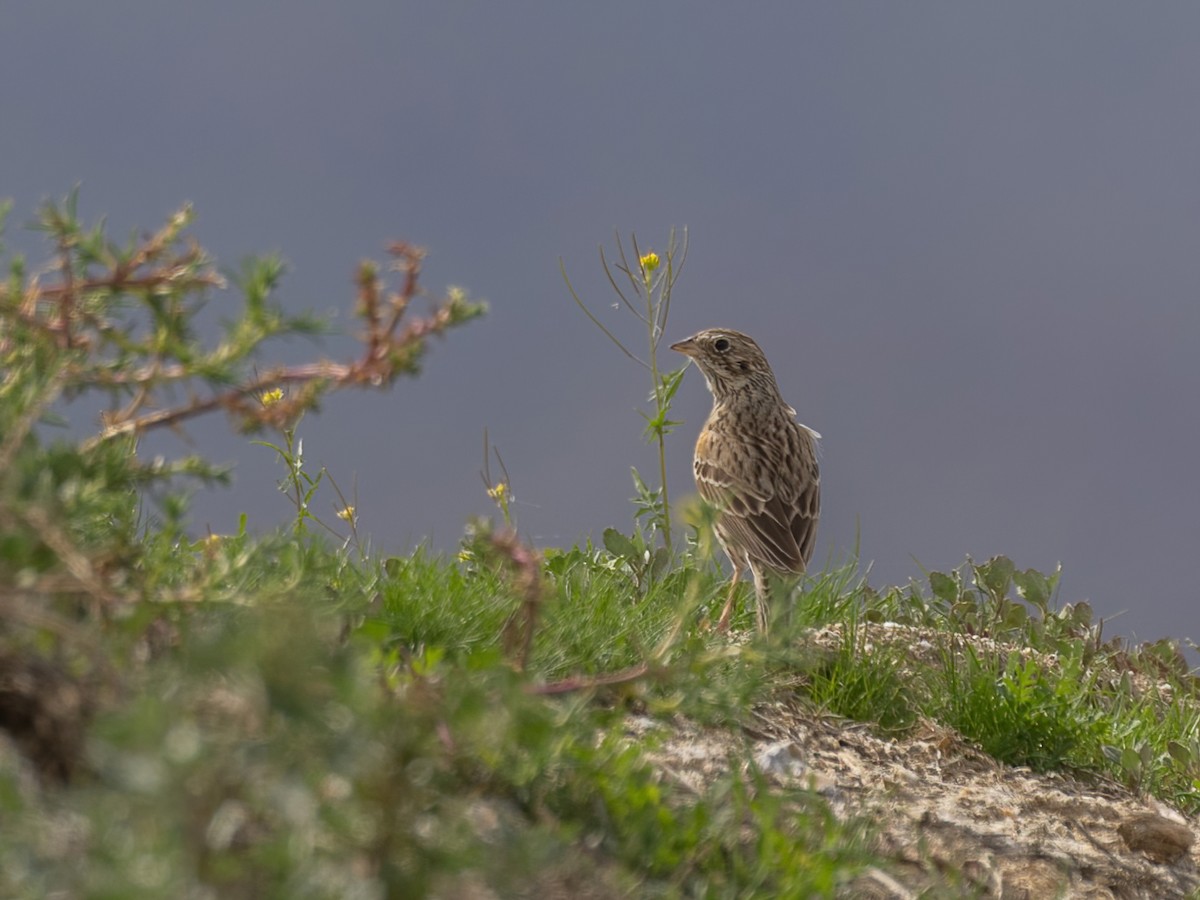 Vesper Sparrow - ML615482310