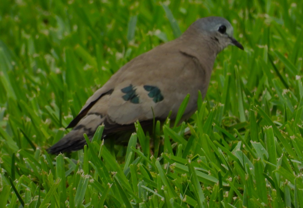 Emerald-spotted Wood-Dove - ML615482353