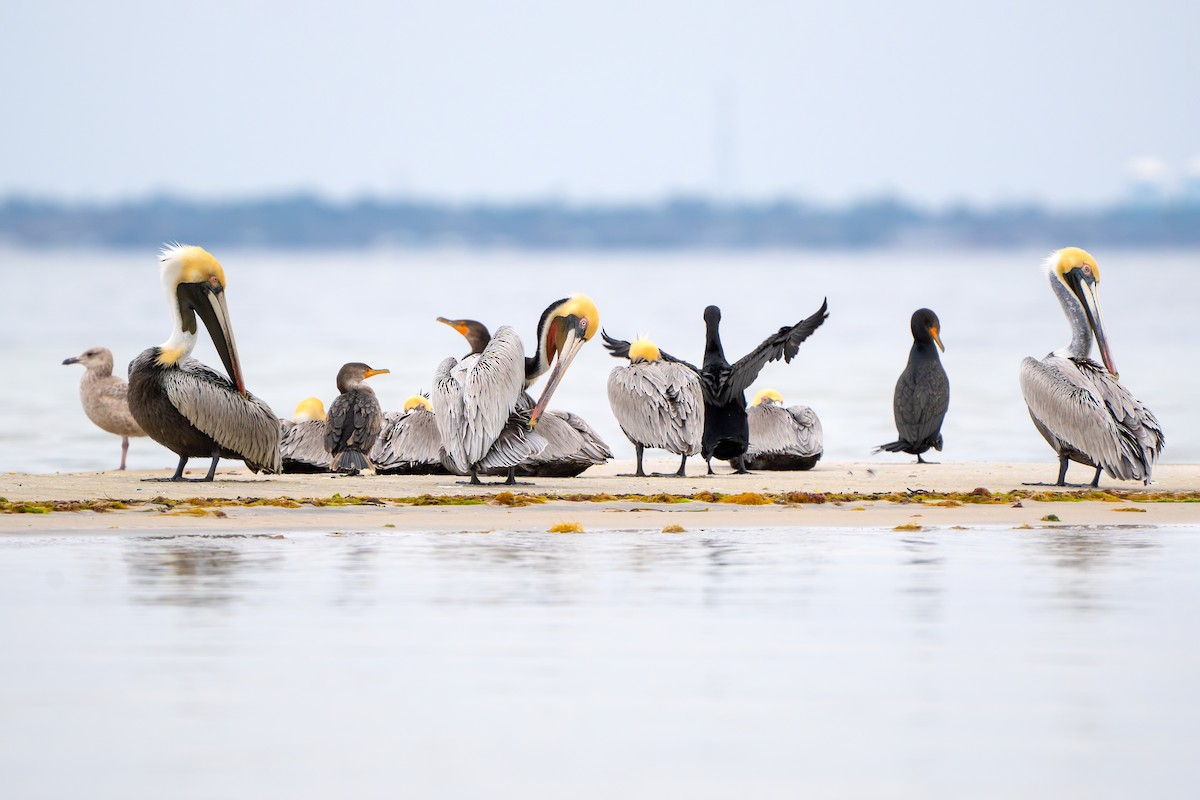 Brown Pelican - Dori Eldridge