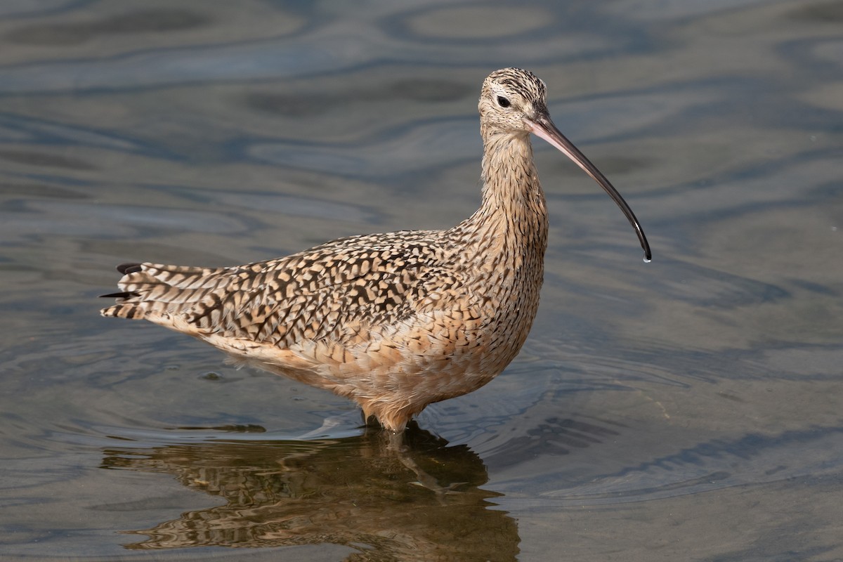 Long-billed Curlew - ML615482401