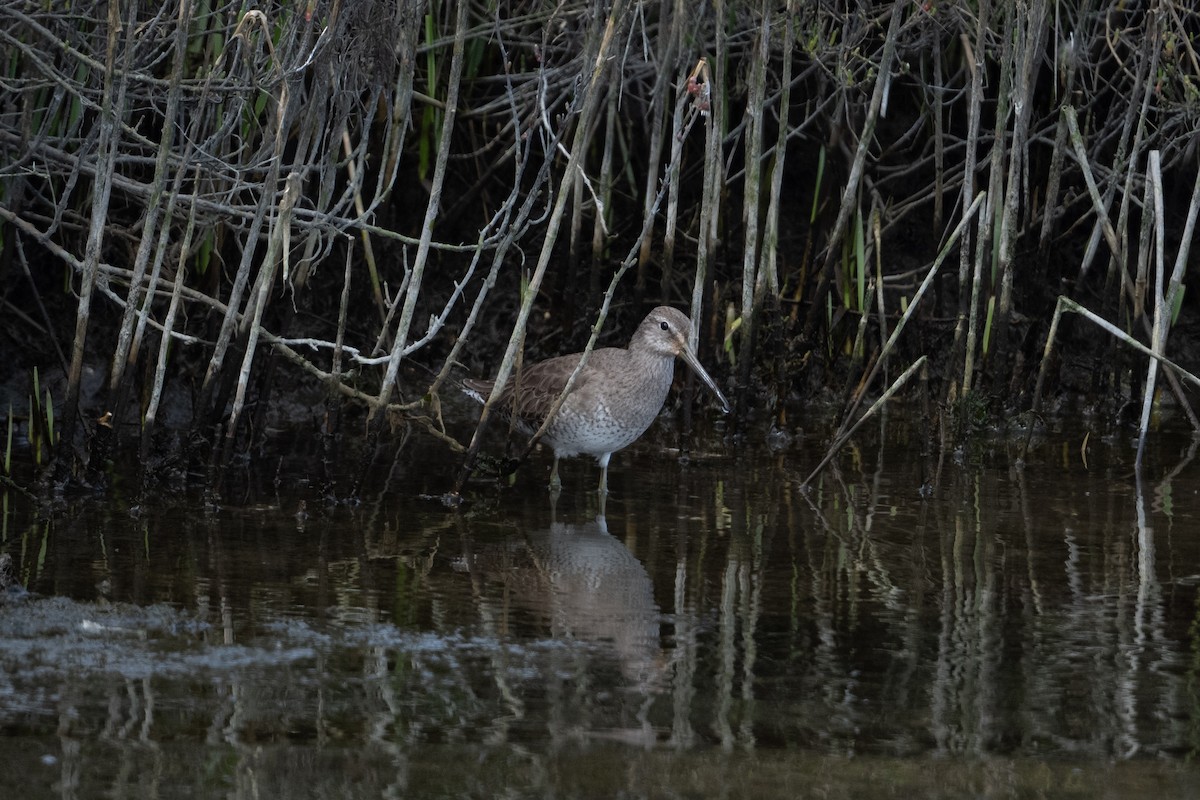 Short-billed/Long-billed Dowitcher - Cynthia  Case