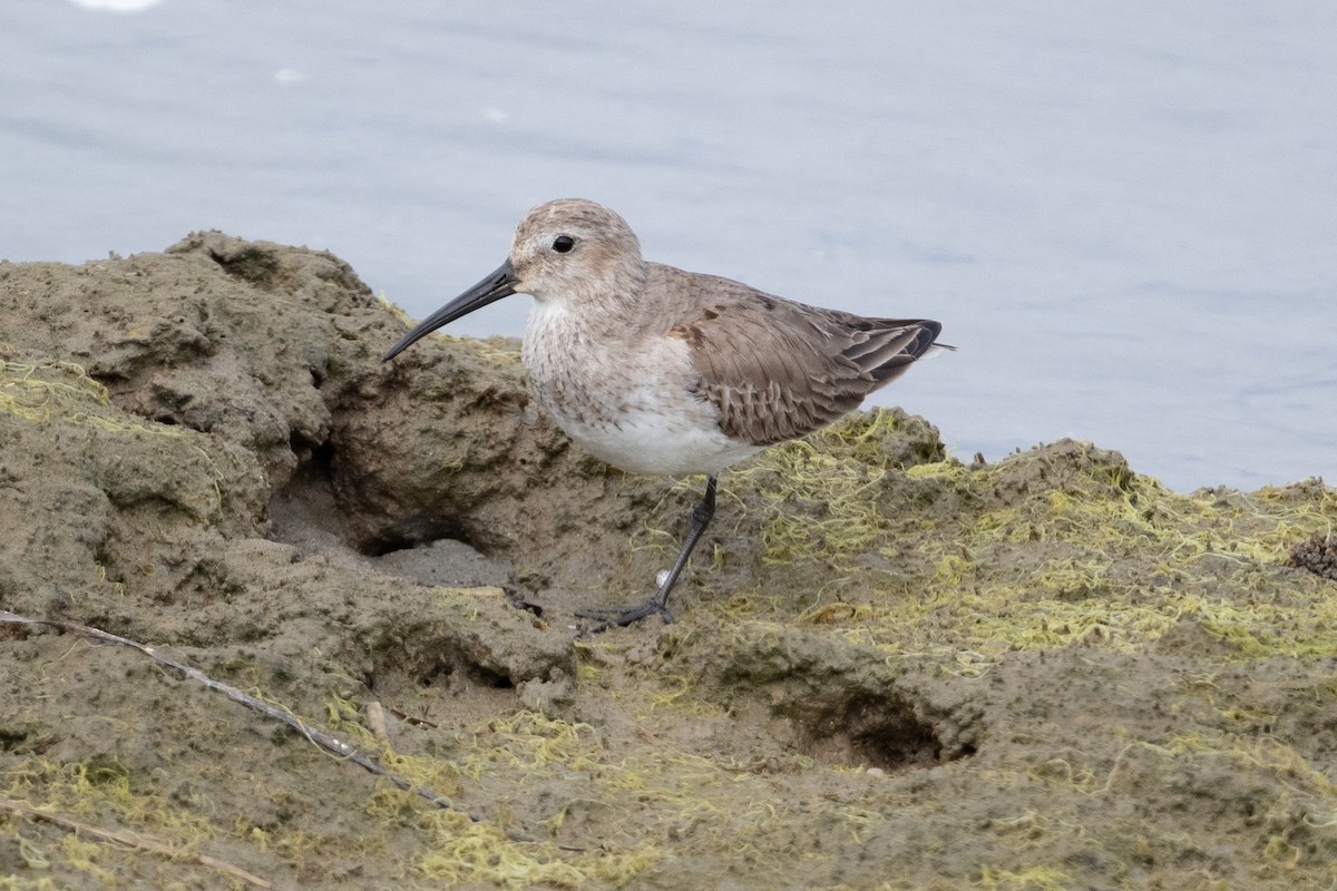 Dunlin - ML615482428