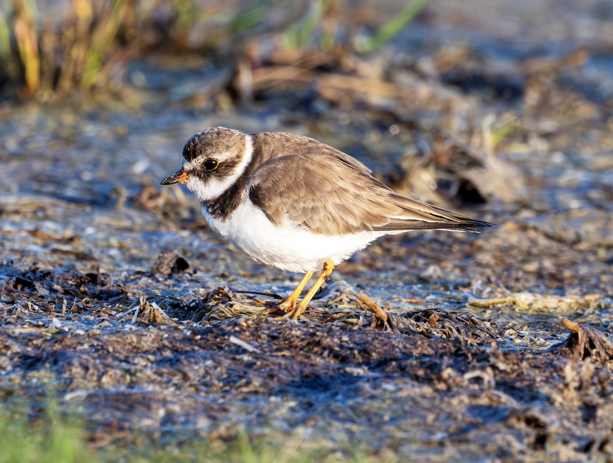 Semipalmated Plover - ML615482528