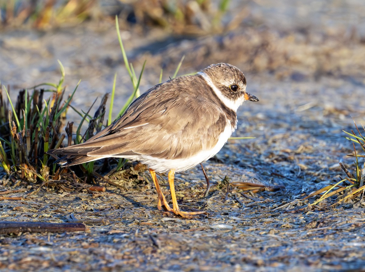 Semipalmated Plover - ML615482529