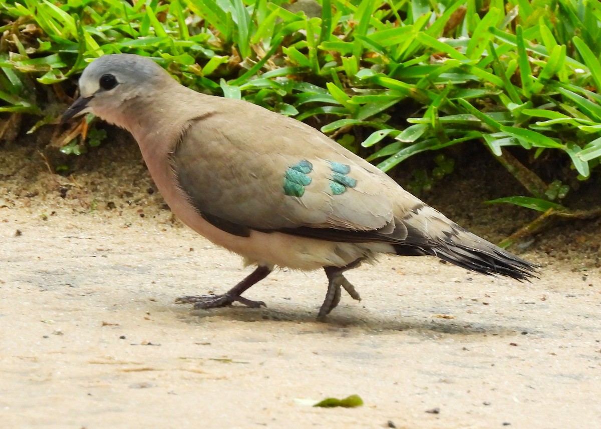 Emerald-spotted Wood-Dove - ML615482603