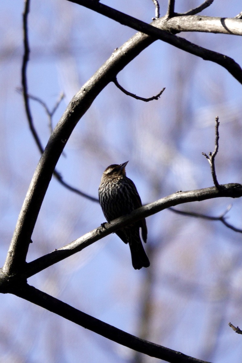 Red-winged Blackbird - ML615482615