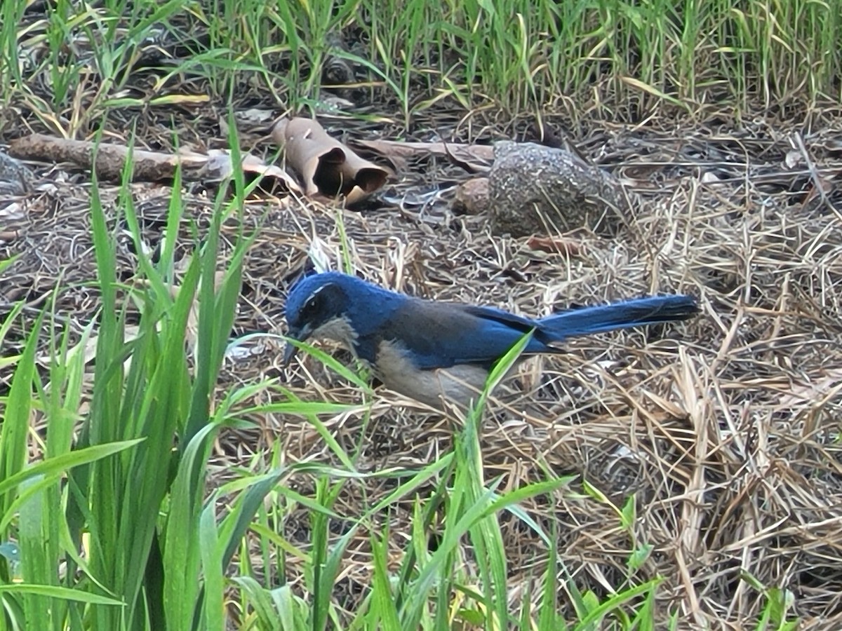 Island Scrub-Jay - ML615482671