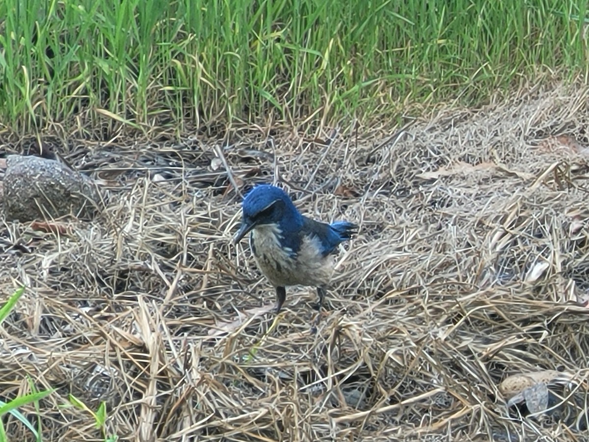 Island Scrub-Jay - ML615482672