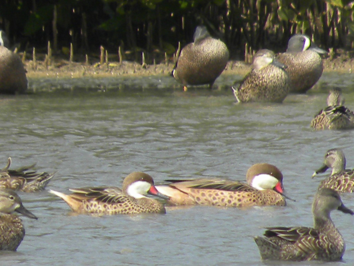 White-cheeked Pintail - ML615482677