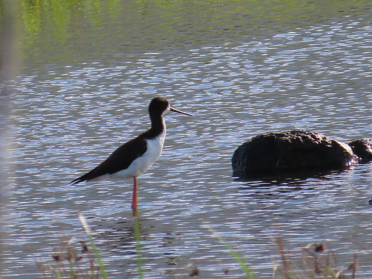 Black-necked Stilt - ML615482686