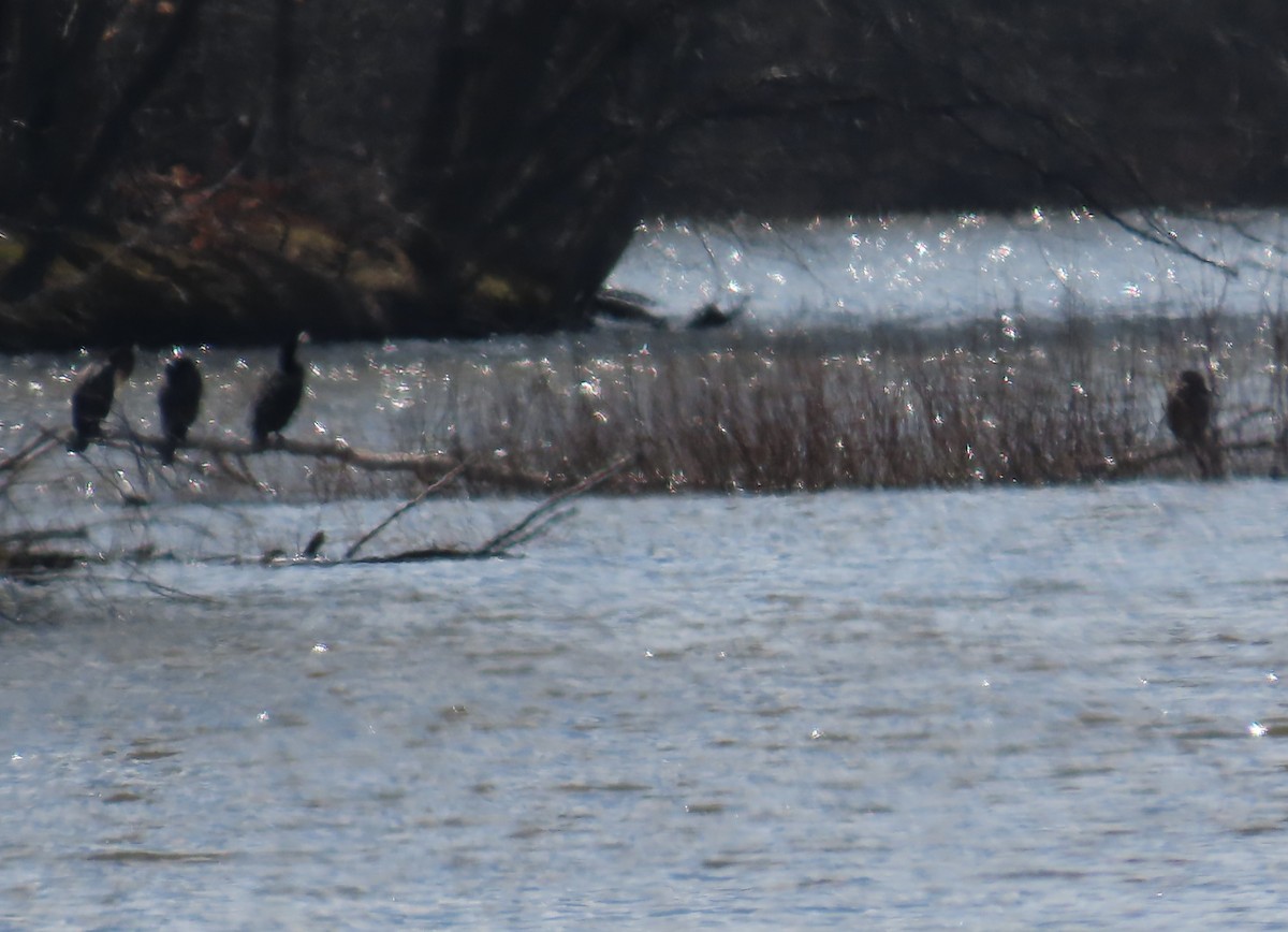 Double-crested Cormorant - ML615482688