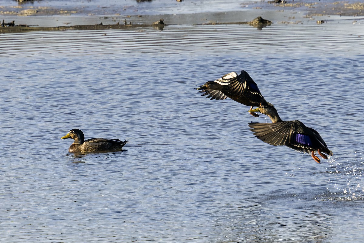 American Black Duck - ML615482752