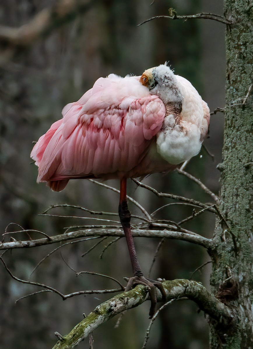 Roseate Spoonbill - ML615482779