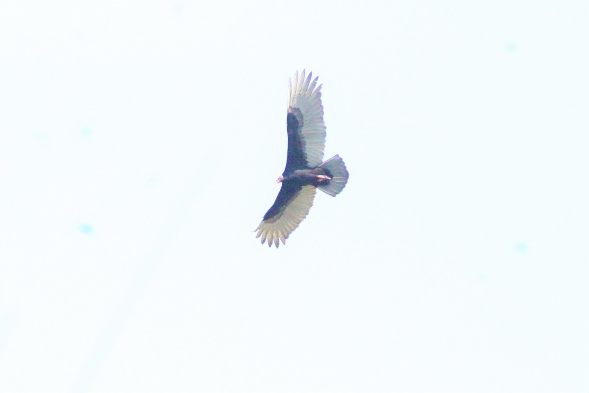 Turkey Vulture - ML615482853