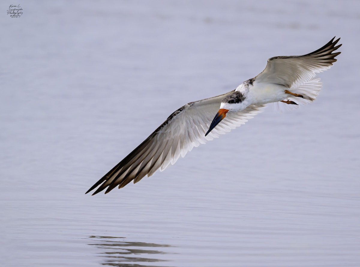 Black Skimmer - Karen Szafrajda