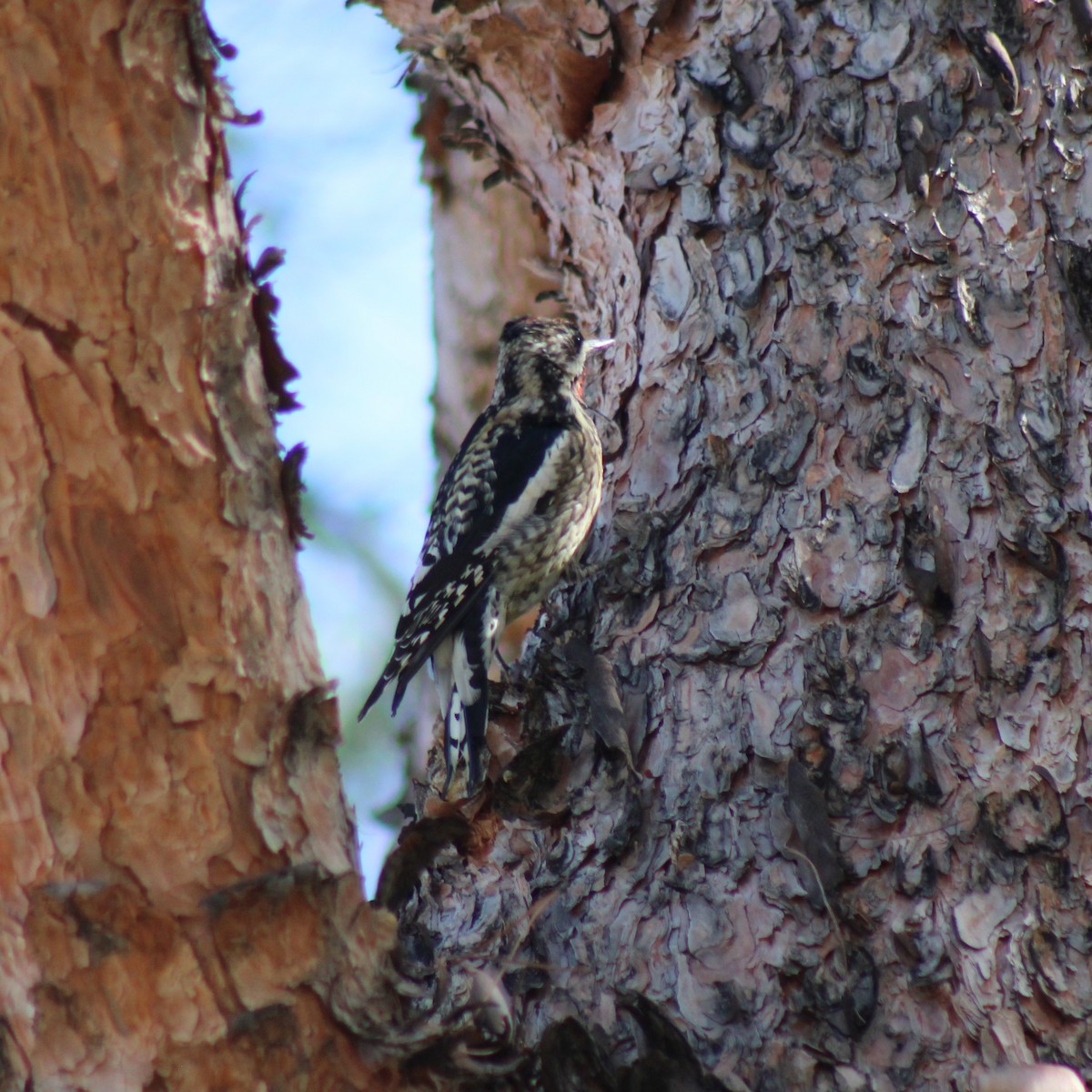 Yellow-bellied Sapsucker - Nate Peterson