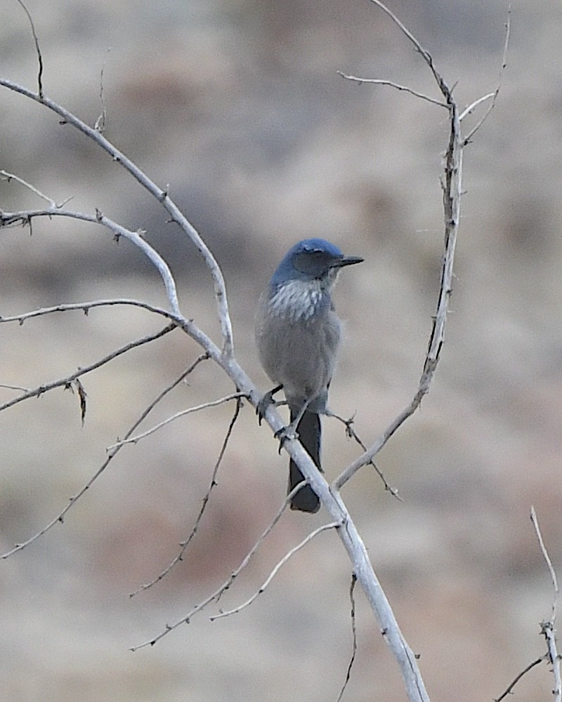 Woodhouse's Scrub-Jay - ML615482951