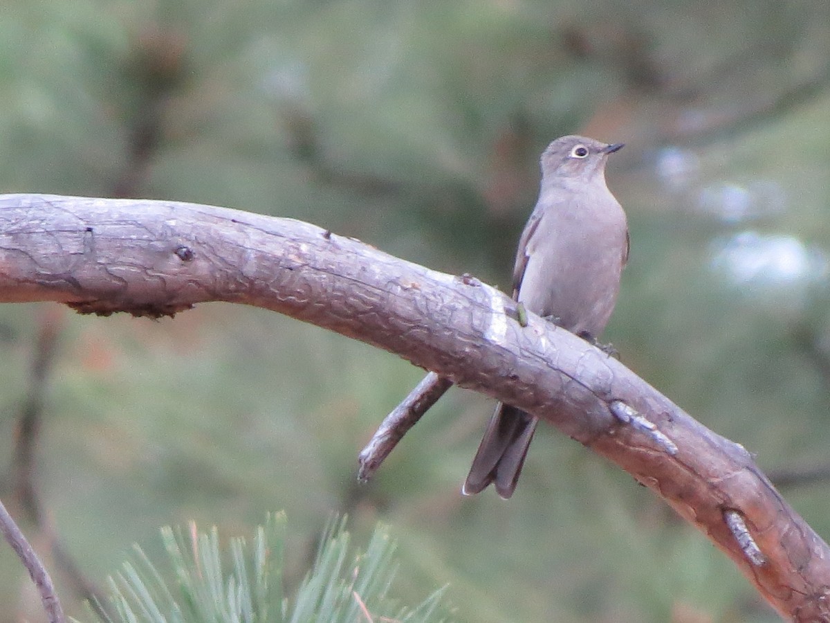 Townsend's Solitaire - Don Holcomb
