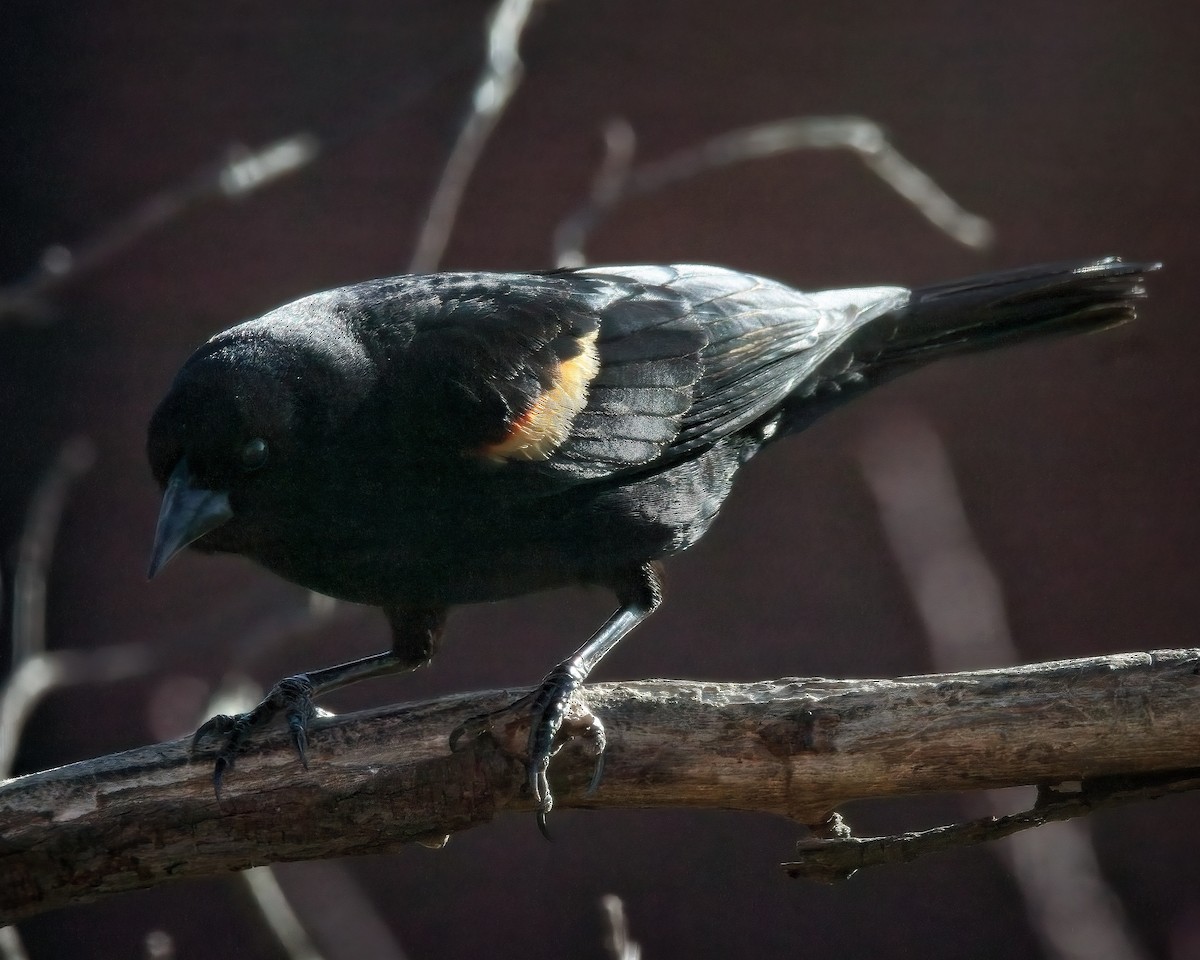 vlhovec červenokřídlý - ML615482969