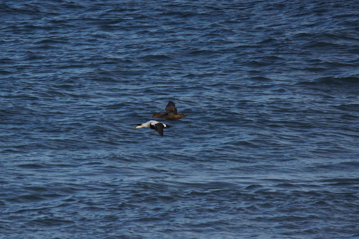 Common Eider - ML615483096