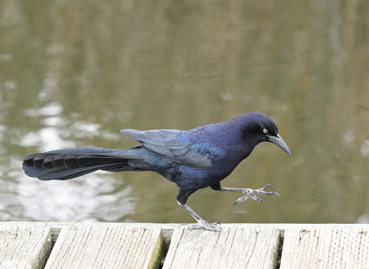 Great-tailed Grackle - Lisa Ruby