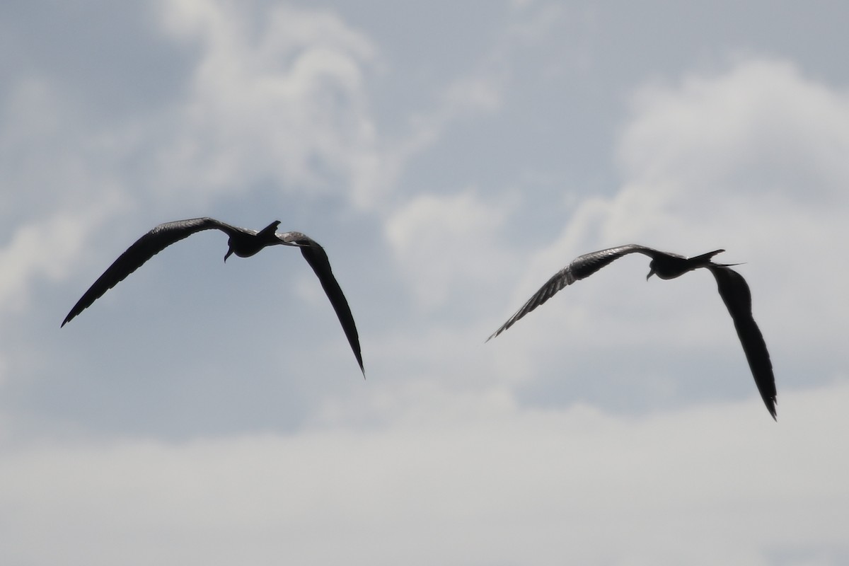 Magnificent Frigatebird - River Ahlquist