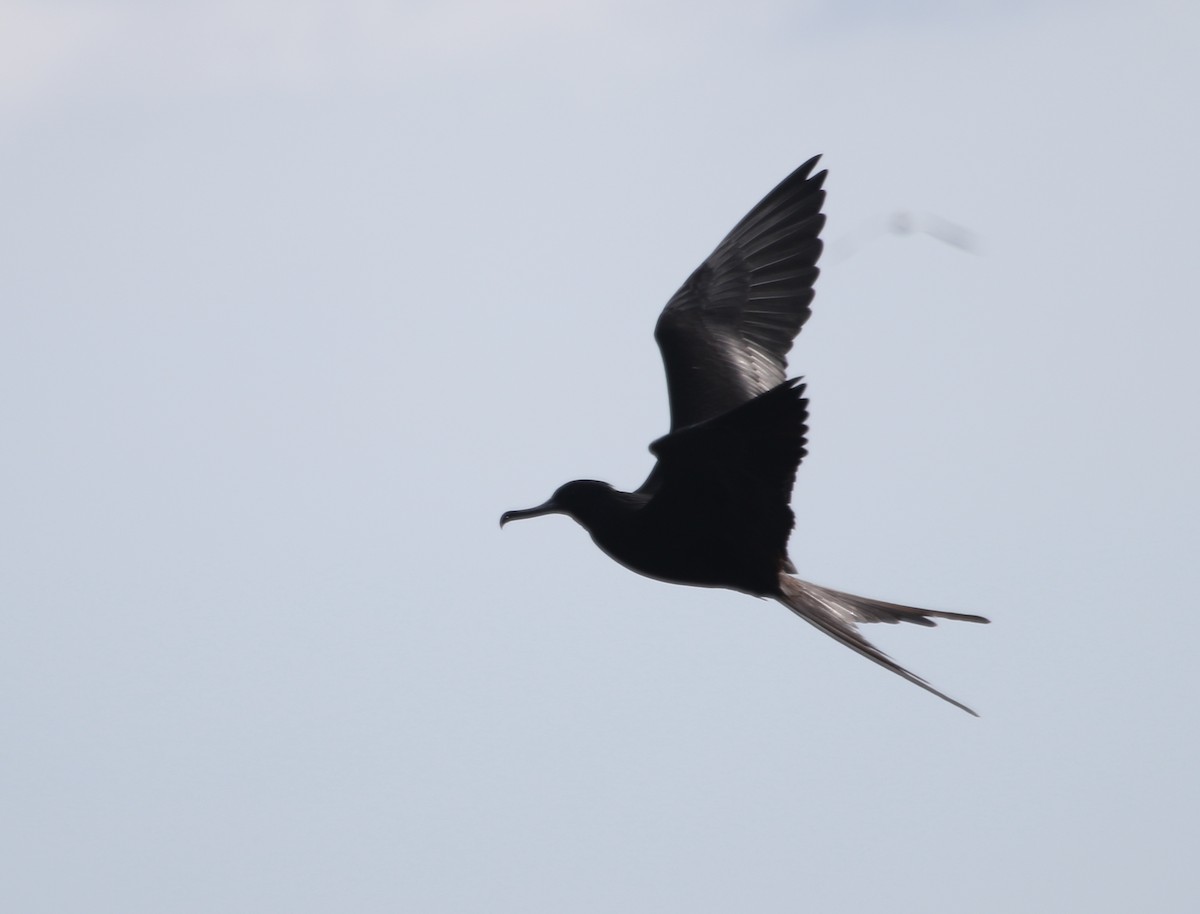 Magnificent Frigatebird - River Ahlquist