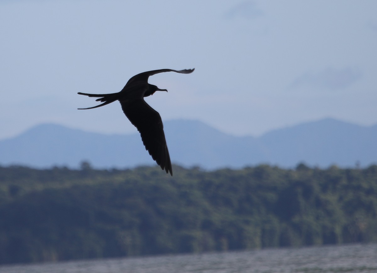 Magnificent Frigatebird - ML615483176