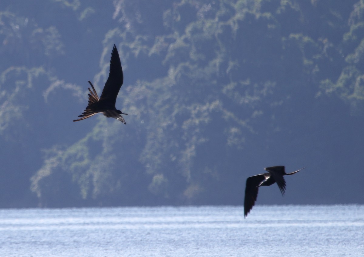 Magnificent Frigatebird - River Ahlquist