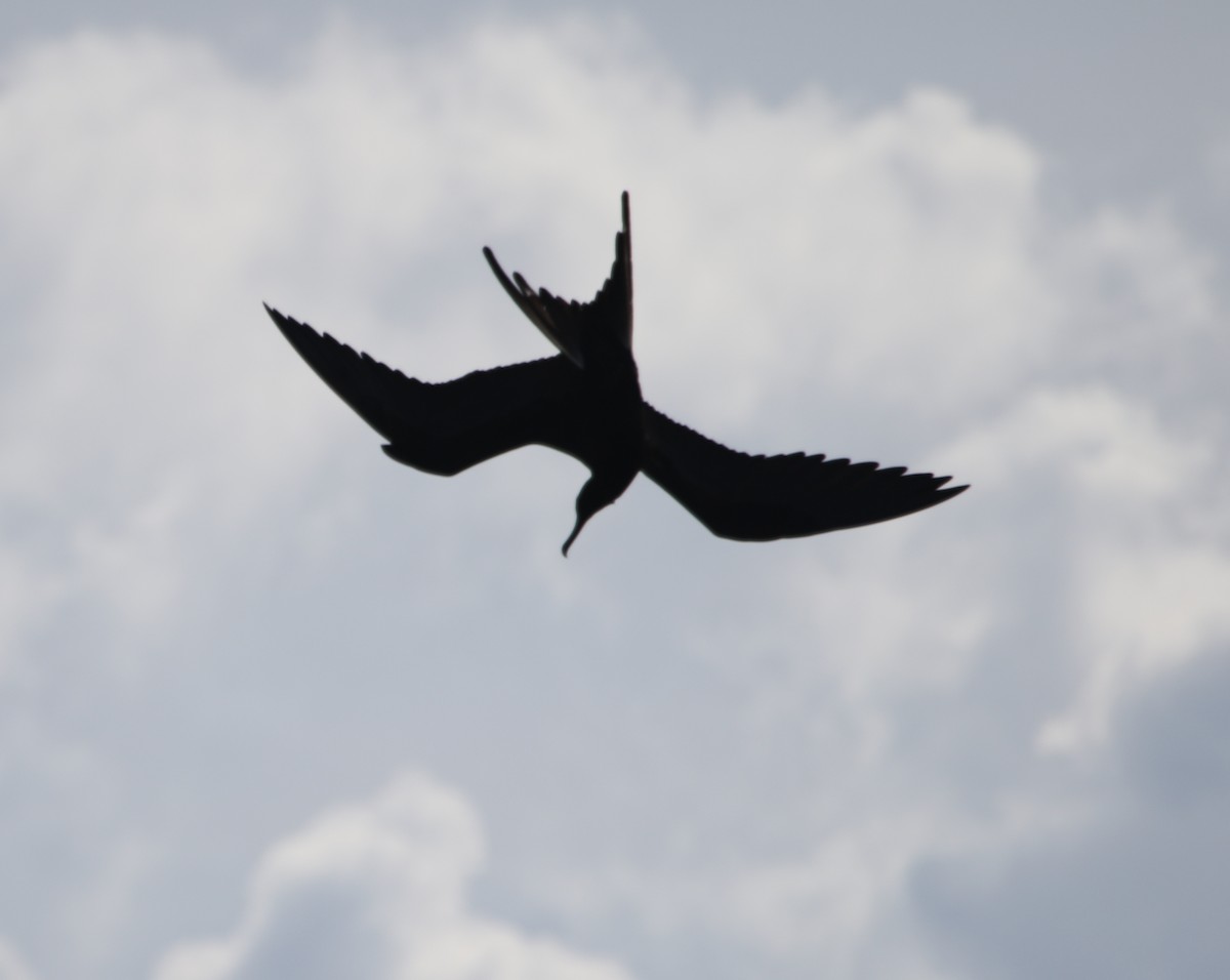 Magnificent Frigatebird - River Ahlquist