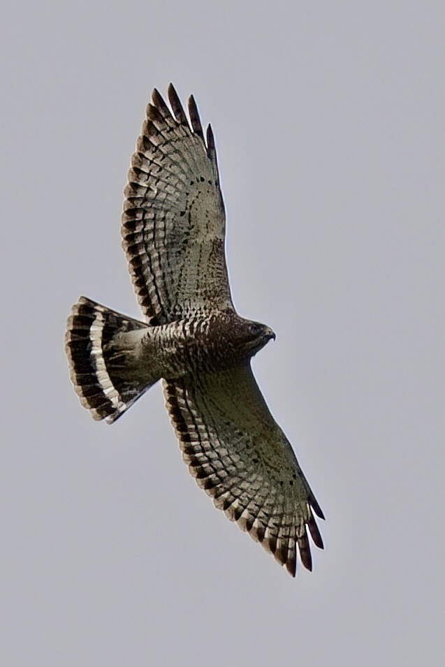 Broad-winged Hawk - ML615483216