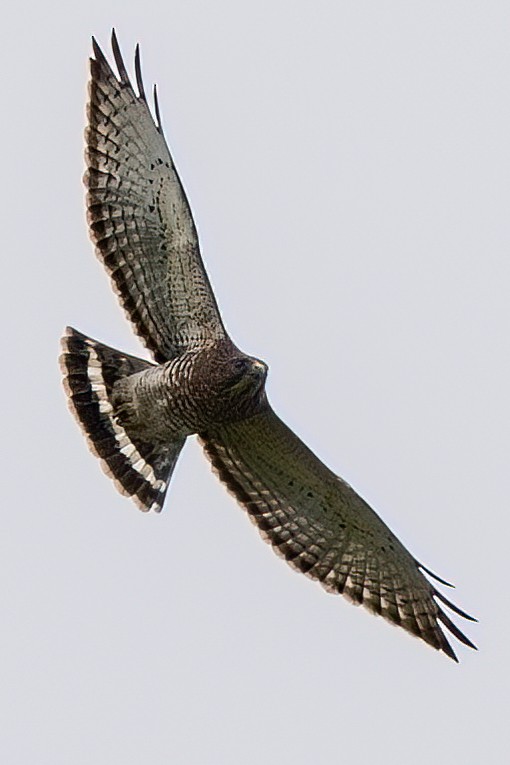 Broad-winged Hawk - ML615483222