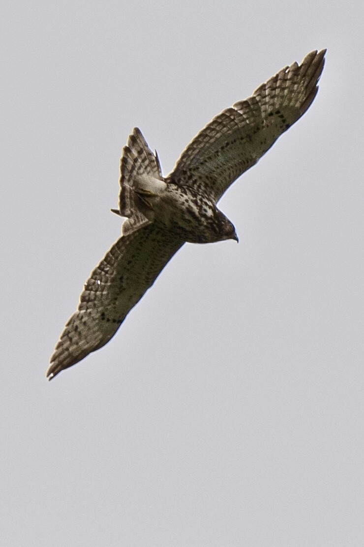 Broad-winged Hawk - ML615483233