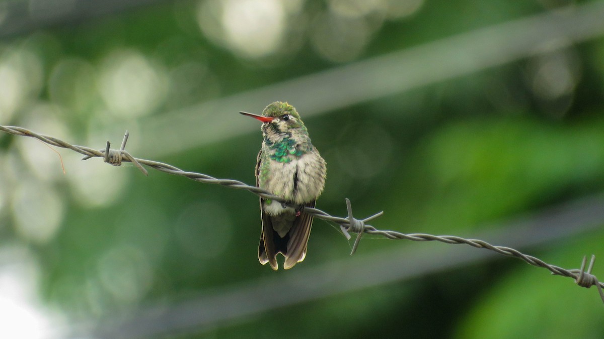 kolibřík lesklobřichý - ML615483236