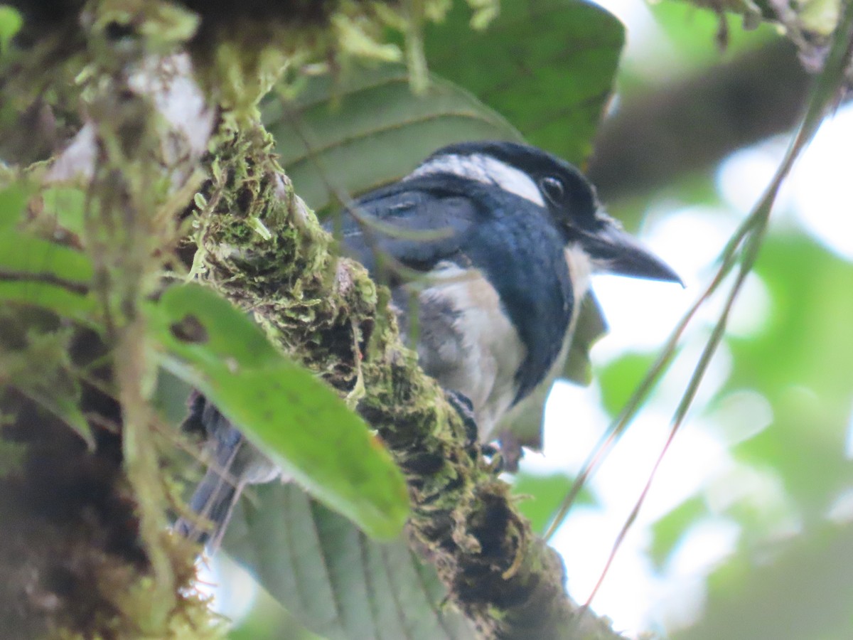 Black-breasted Puffbird - ML615483254