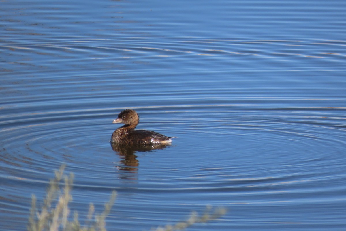 Pied-billed Grebe - ML615483259