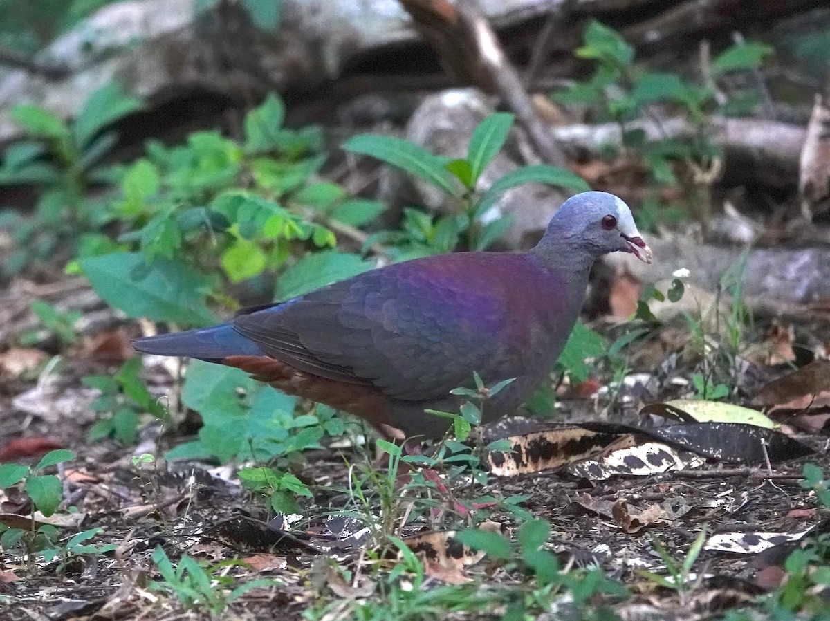 Gray-fronted Quail-Dove - Gregory McDermott