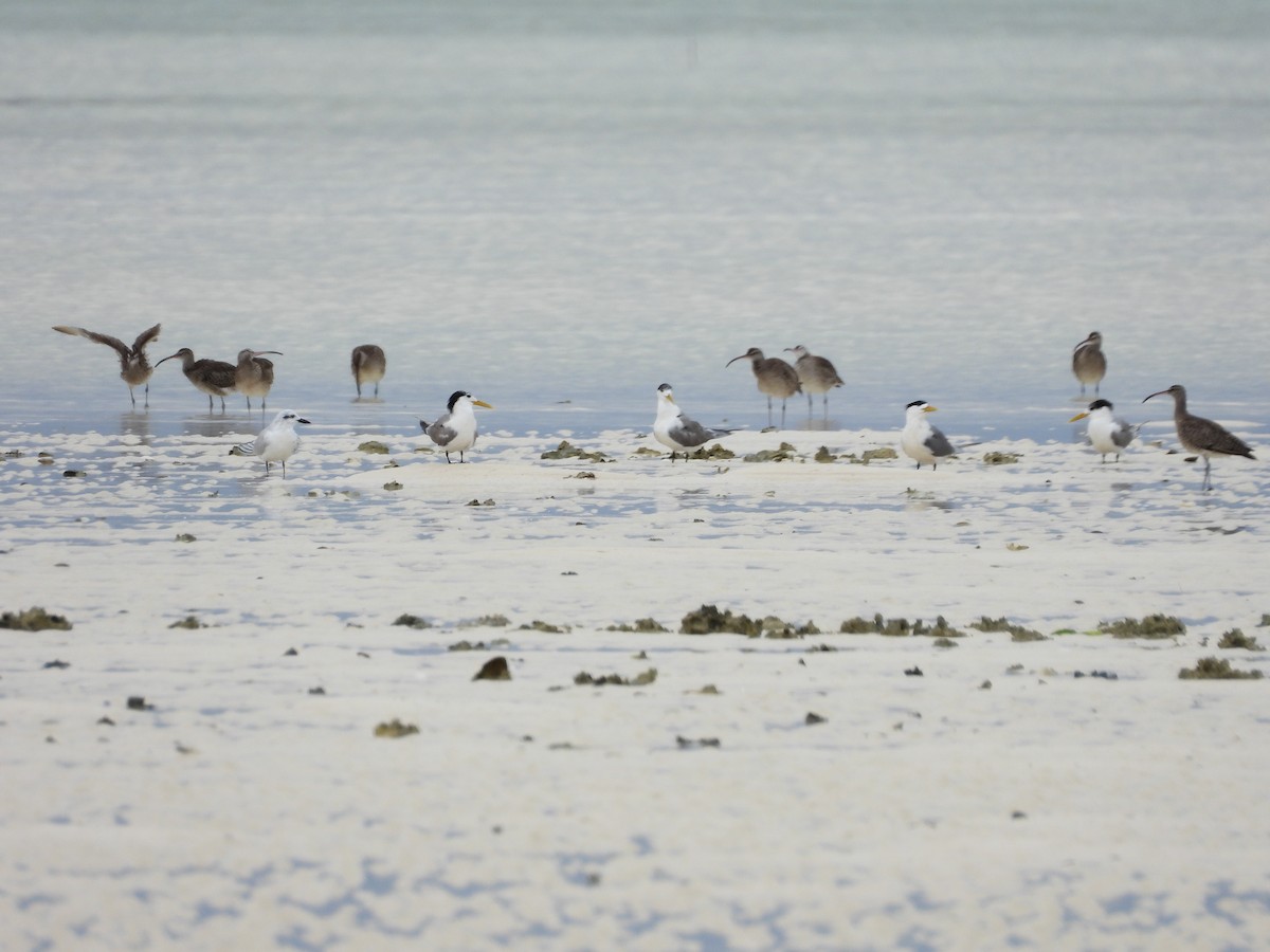 Great Crested Tern - ML615483326