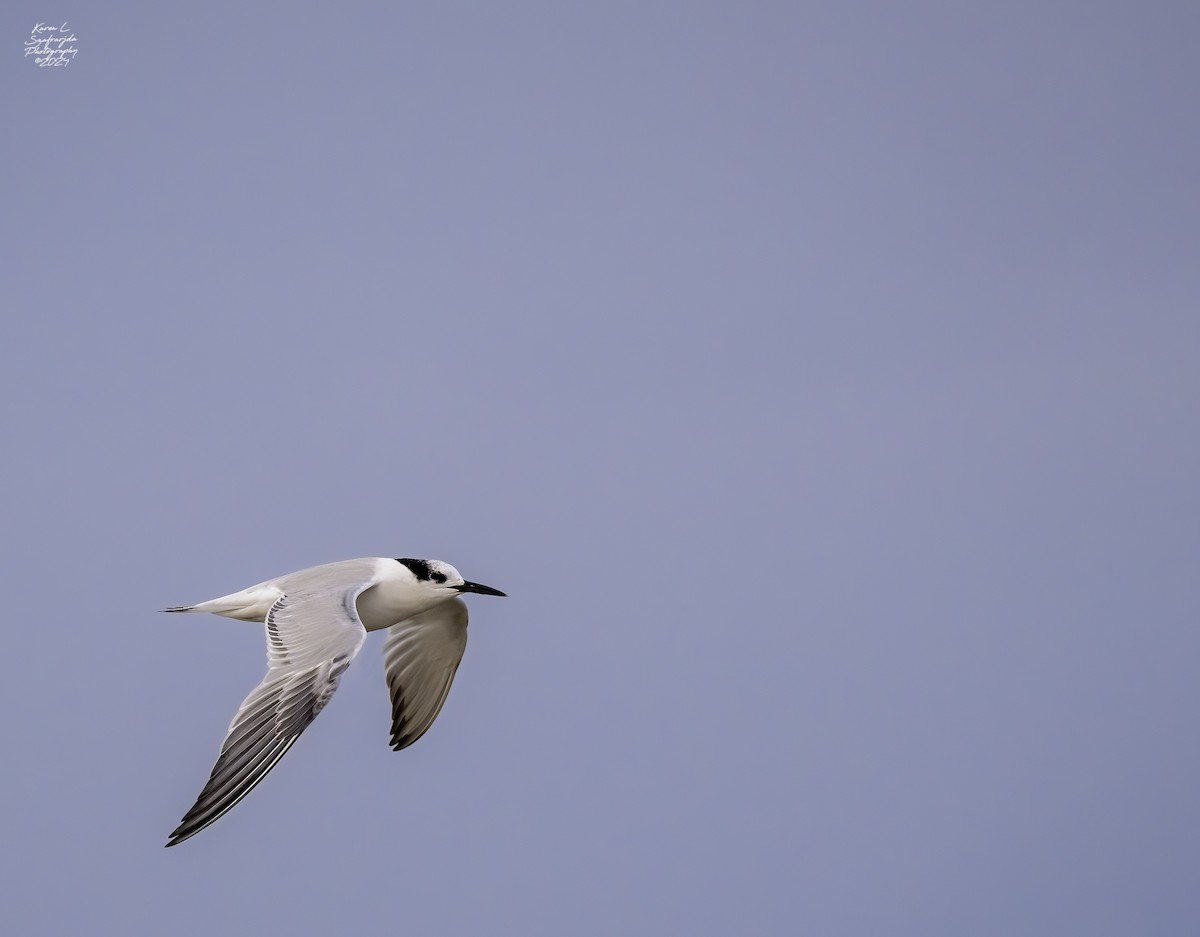 Sandwich Tern - ML615483363