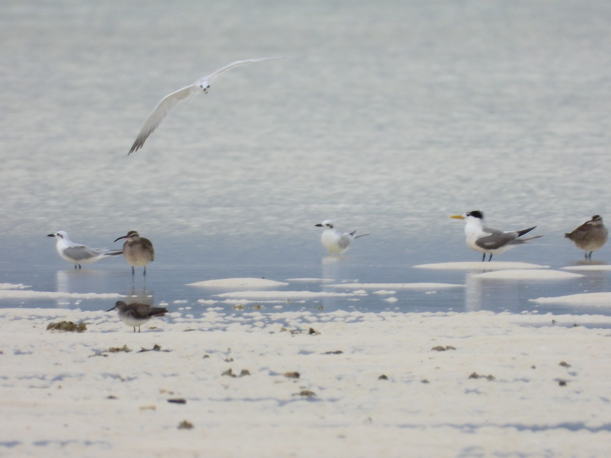 Gull-billed Tern - ML615483369