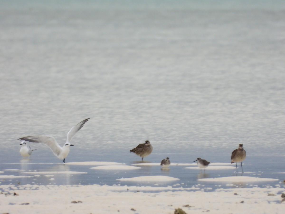 Gull-billed Tern - ML615483370