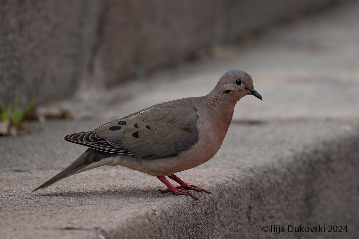 Eared Dove - ML615483396