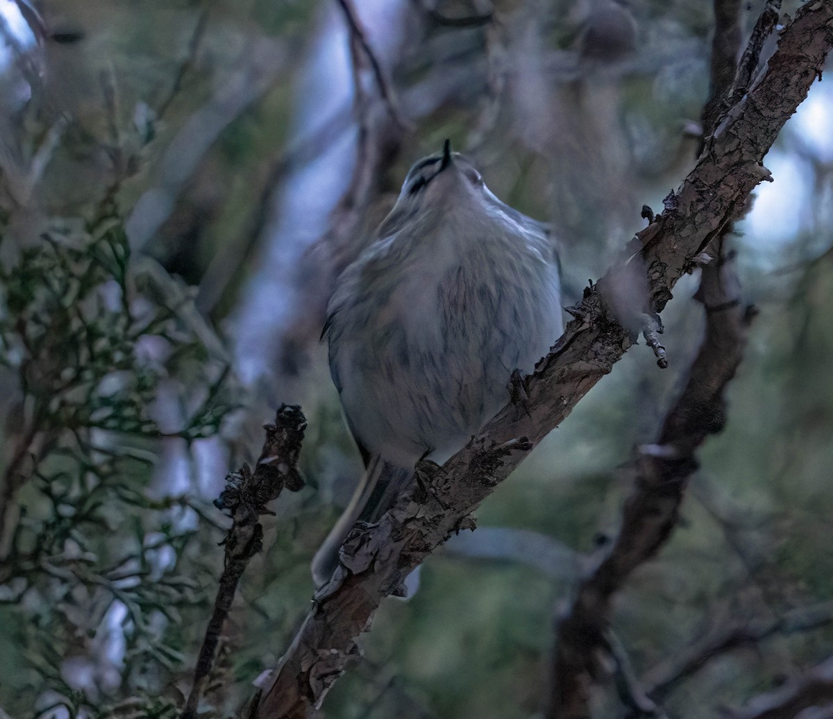 Golden-crowned Kinglet - Courtney Rella