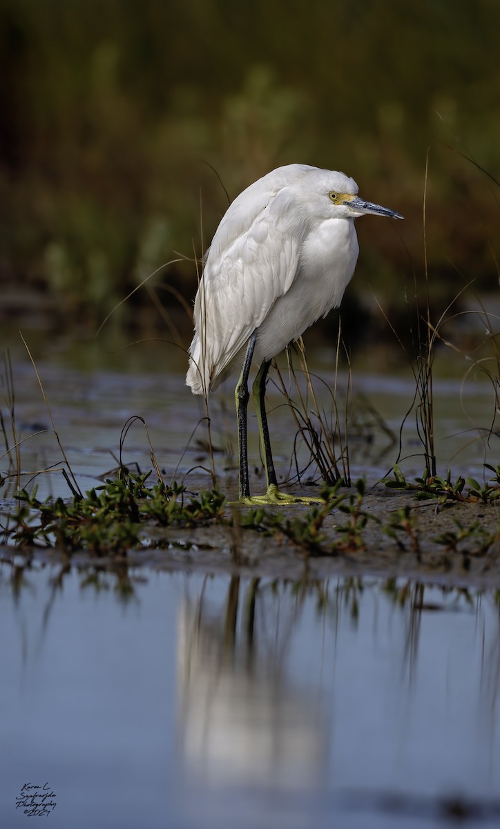 Snowy Egret - ML615483445