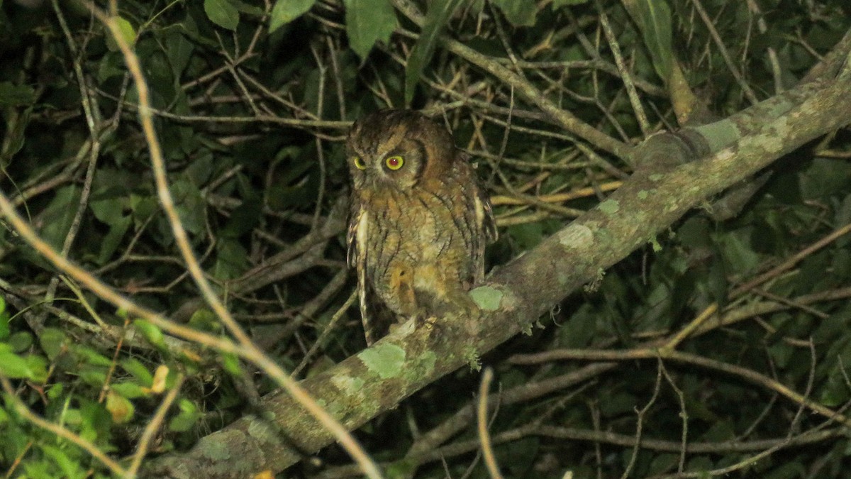 Tropical Screech-Owl - ML615483488