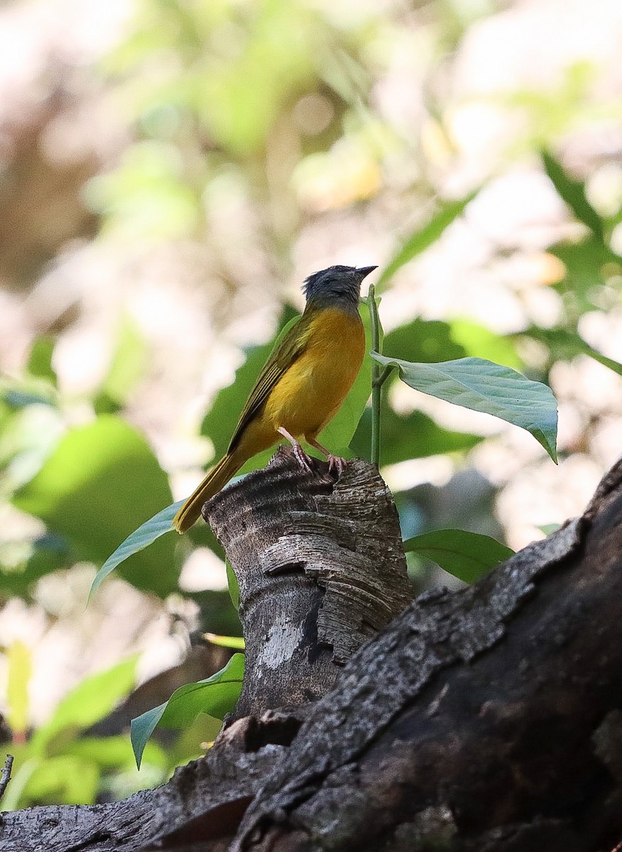 Gray-headed Tanager - ML615483498