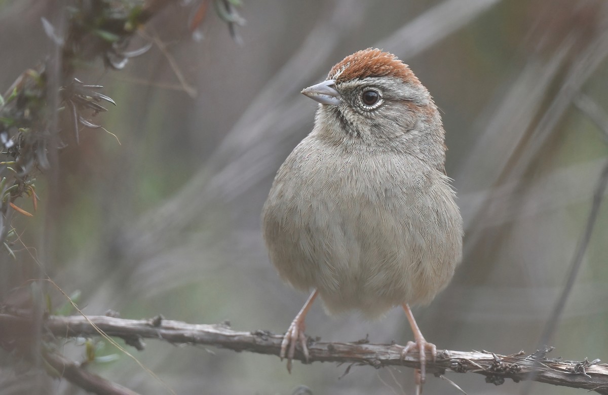 Rufous-crowned Sparrow - ML615483509