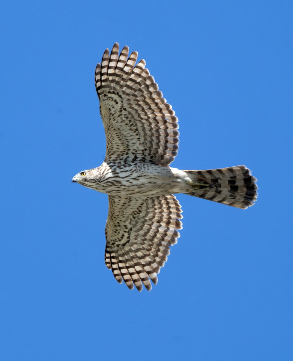 Cooper's Hawk - ML615483523