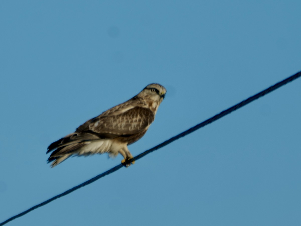 Rough-legged Hawk - ML615483558